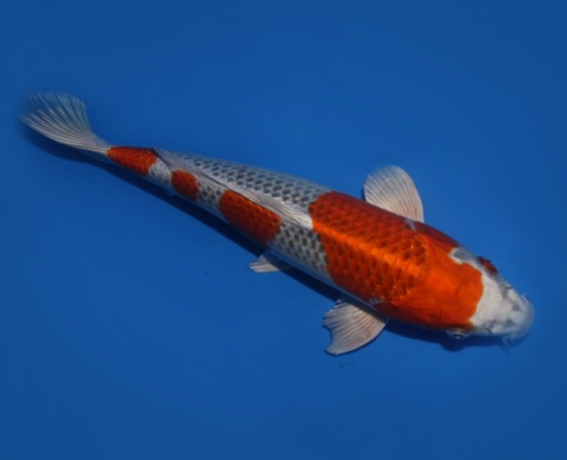 JAPANESE KOI